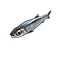 Anchovy