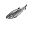 Herring