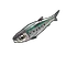Sardine