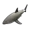 Small Shark
