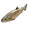 Small Trout