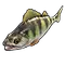 Yellow Perch