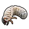 Grub