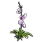 Orchid