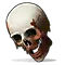 Human Skull